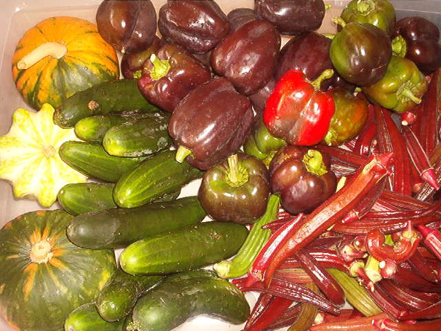 Magnolia Farms  csa   farm